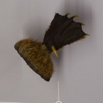 Muséum dhistoire naturelle de Nantes