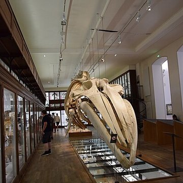 Muséum dhistoire naturelle de Nantes