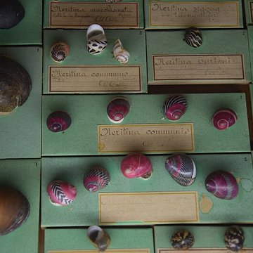 Muséum dhistoire naturelle de Nantes