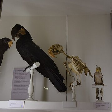 Muséum dhistoire naturelle de Nantes