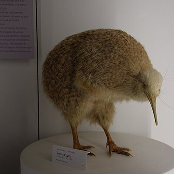 Muséum dhistoire naturelle de Nantes