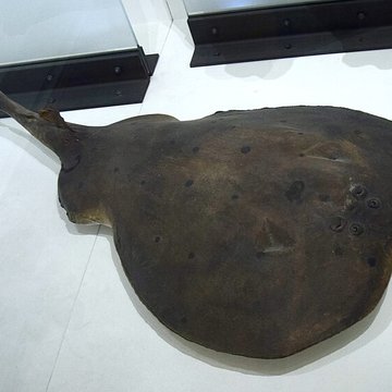 Muséum dhistoire naturelle de Nantes