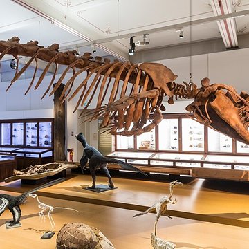 Muséum dhistoire naturelle de Nantes