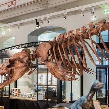 Muséum dhistoire naturelle de Nantes