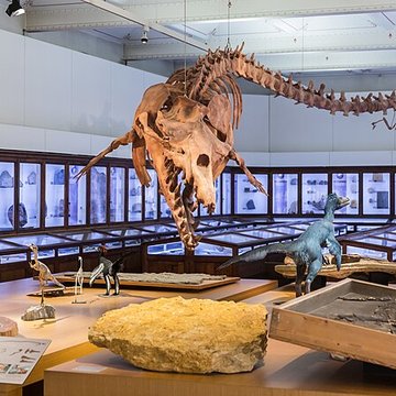 Muséum dhistoire naturelle de Nantes