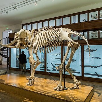 Muséum dhistoire naturelle de Nantes