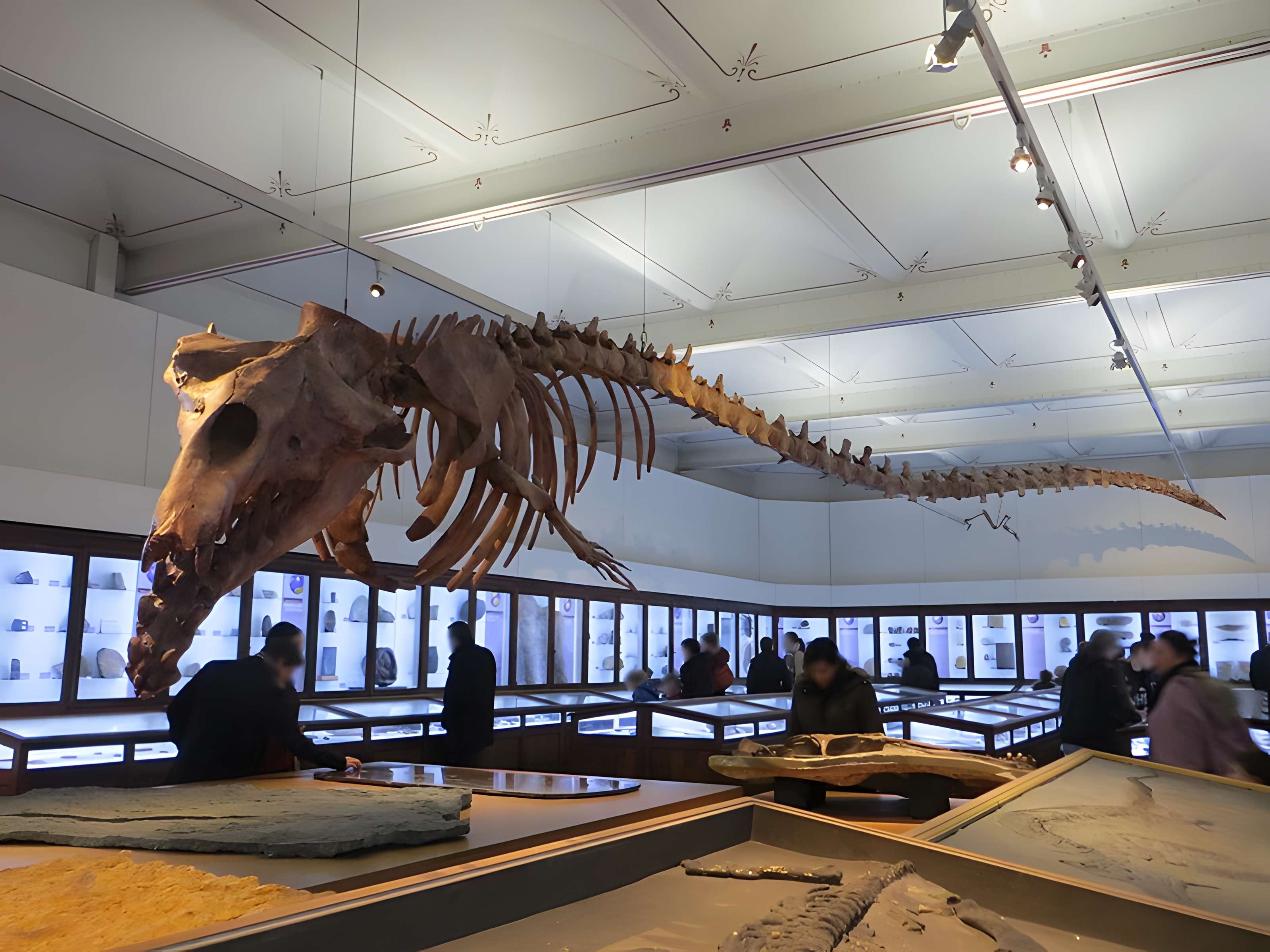 Muséum d'histoire naturelle de Nantes