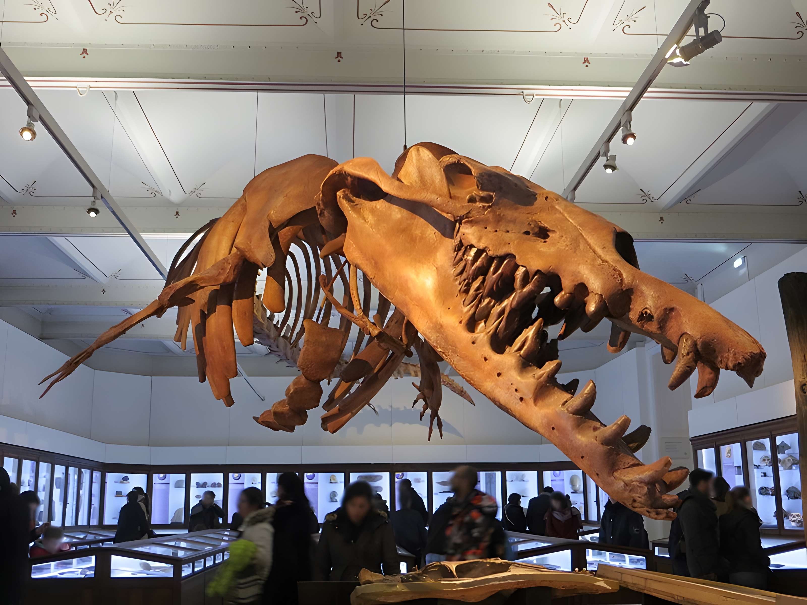 Muséum d'histoire naturelle de Nantes