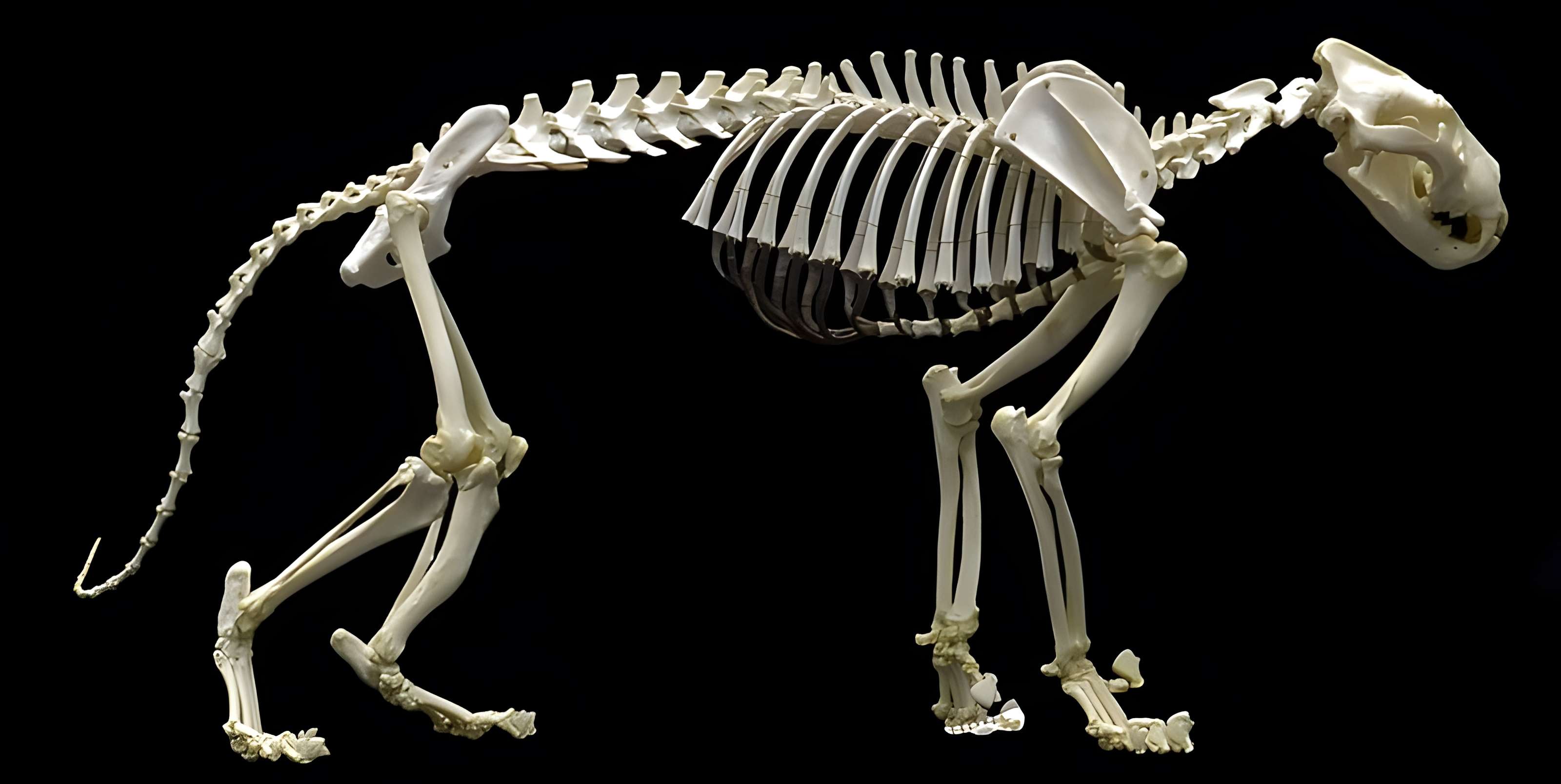 Muséum d'histoire naturelle de Nantes