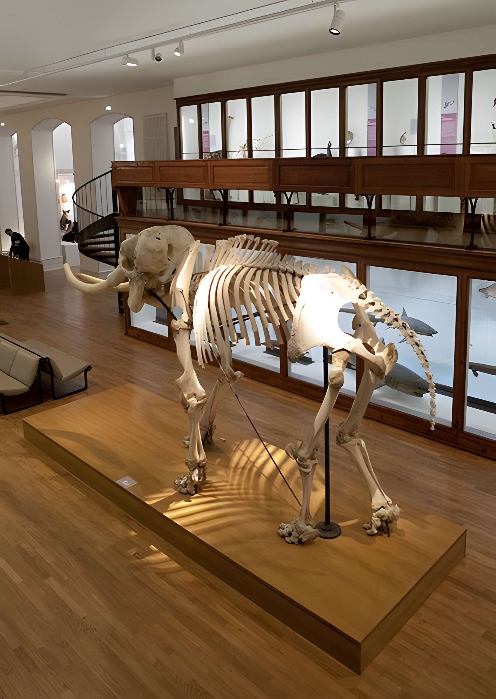 Muséum d'histoire naturelle de Nantes