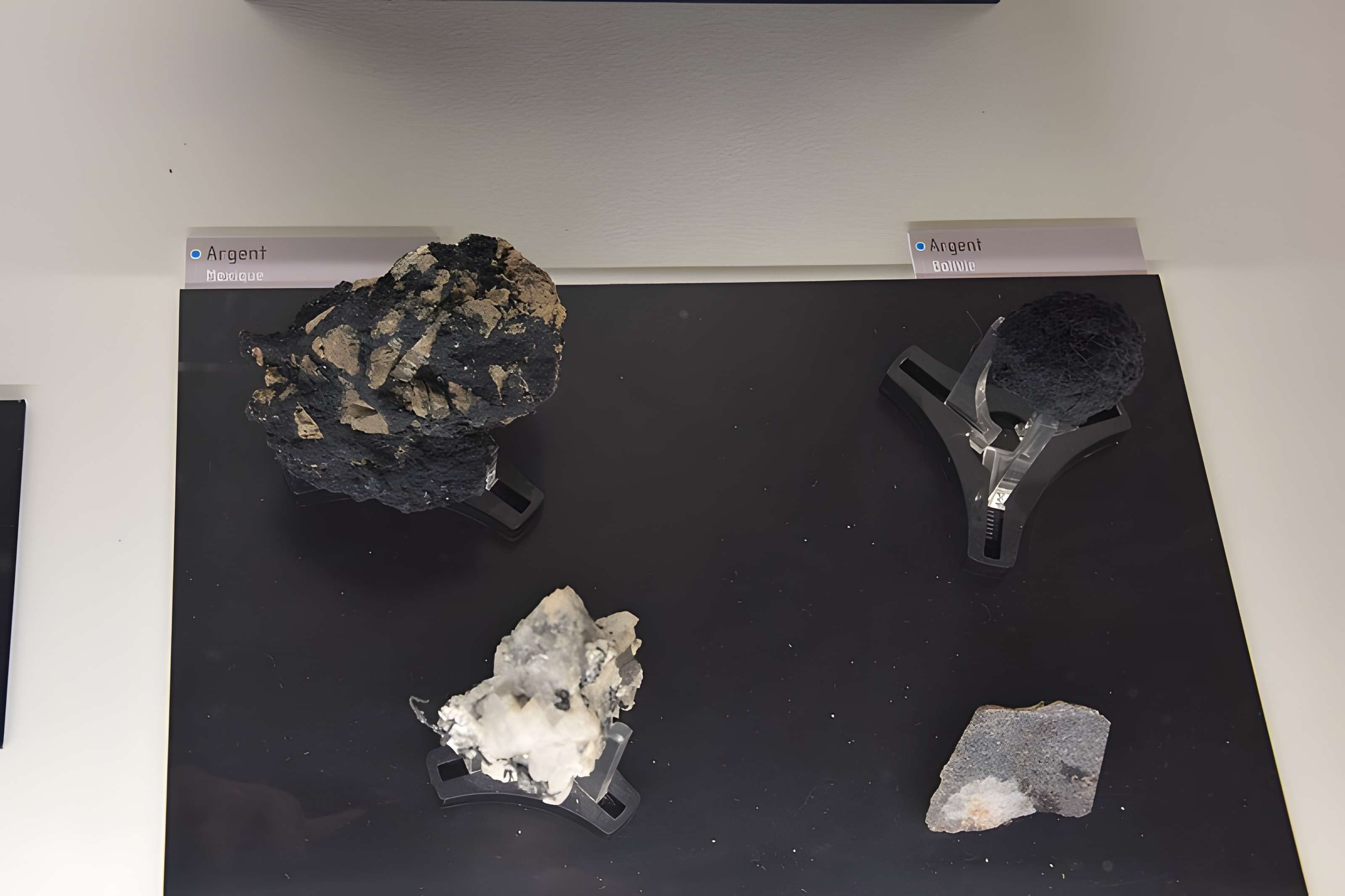 Muséum d'histoire naturelle de Nantes