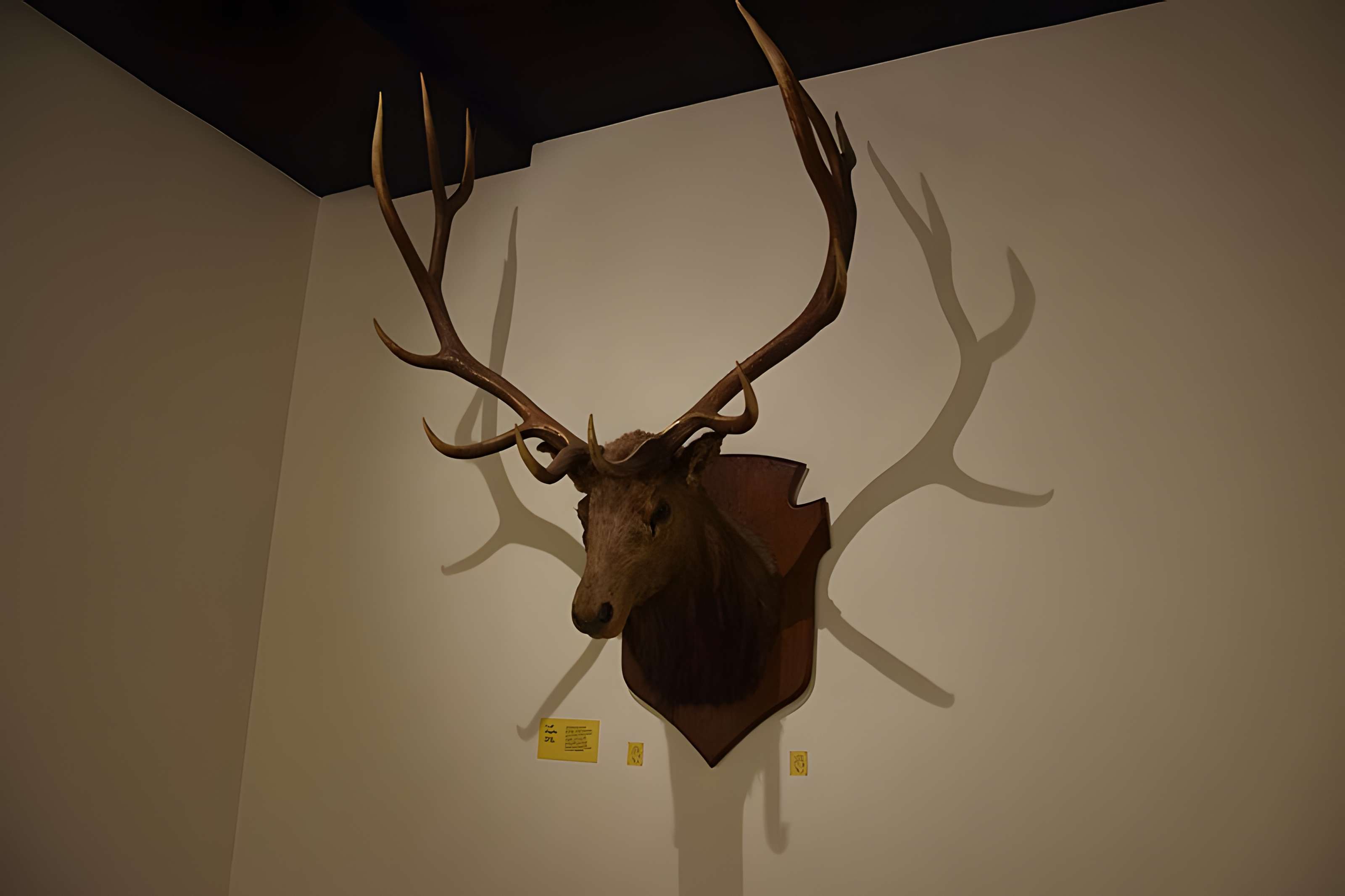 Muséum d'histoire naturelle de Nantes