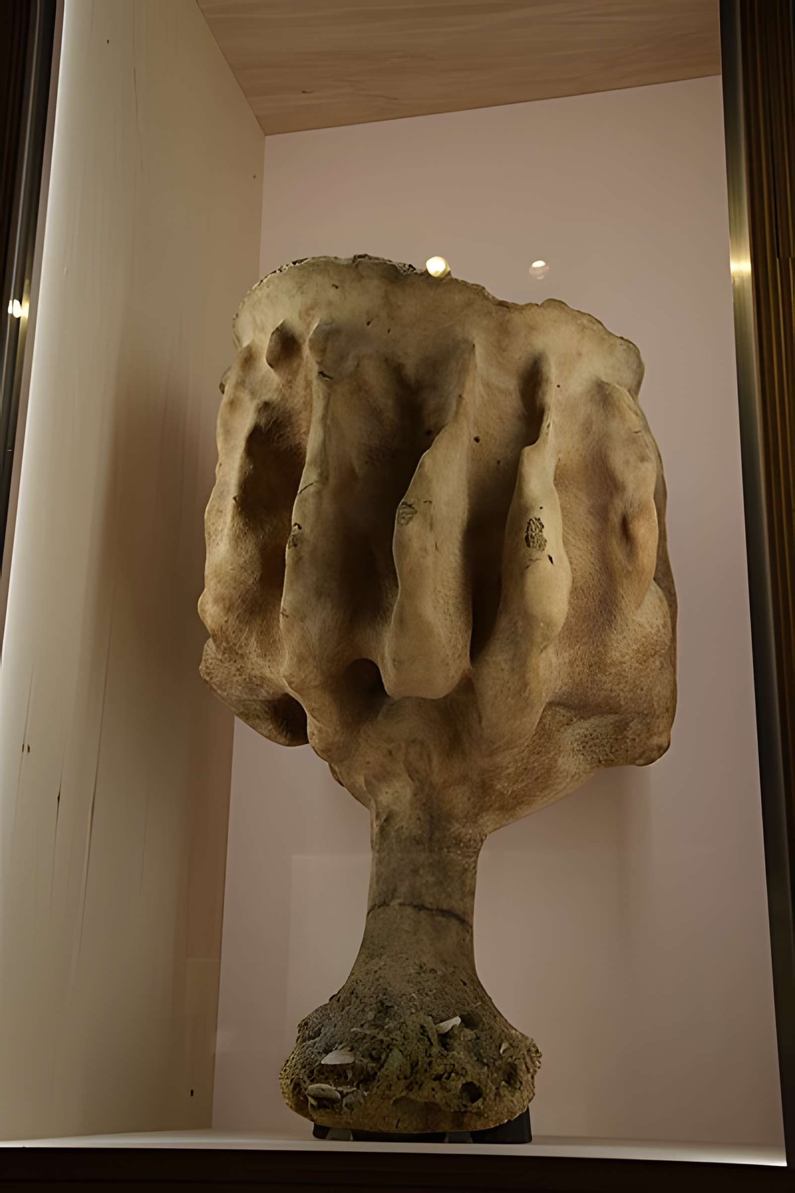 Muséum d'histoire naturelle de Nantes