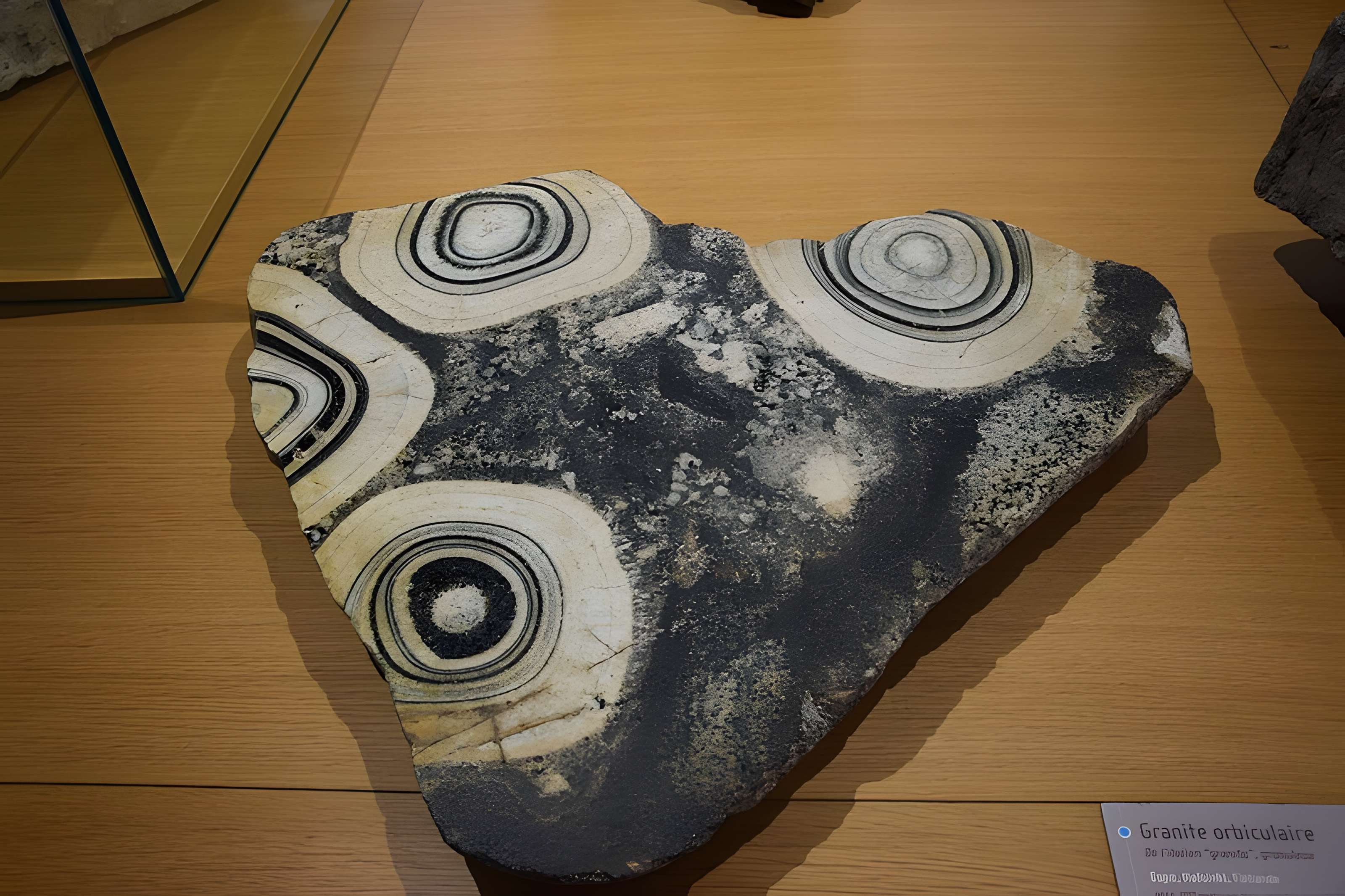 Muséum d'histoire naturelle de Nantes