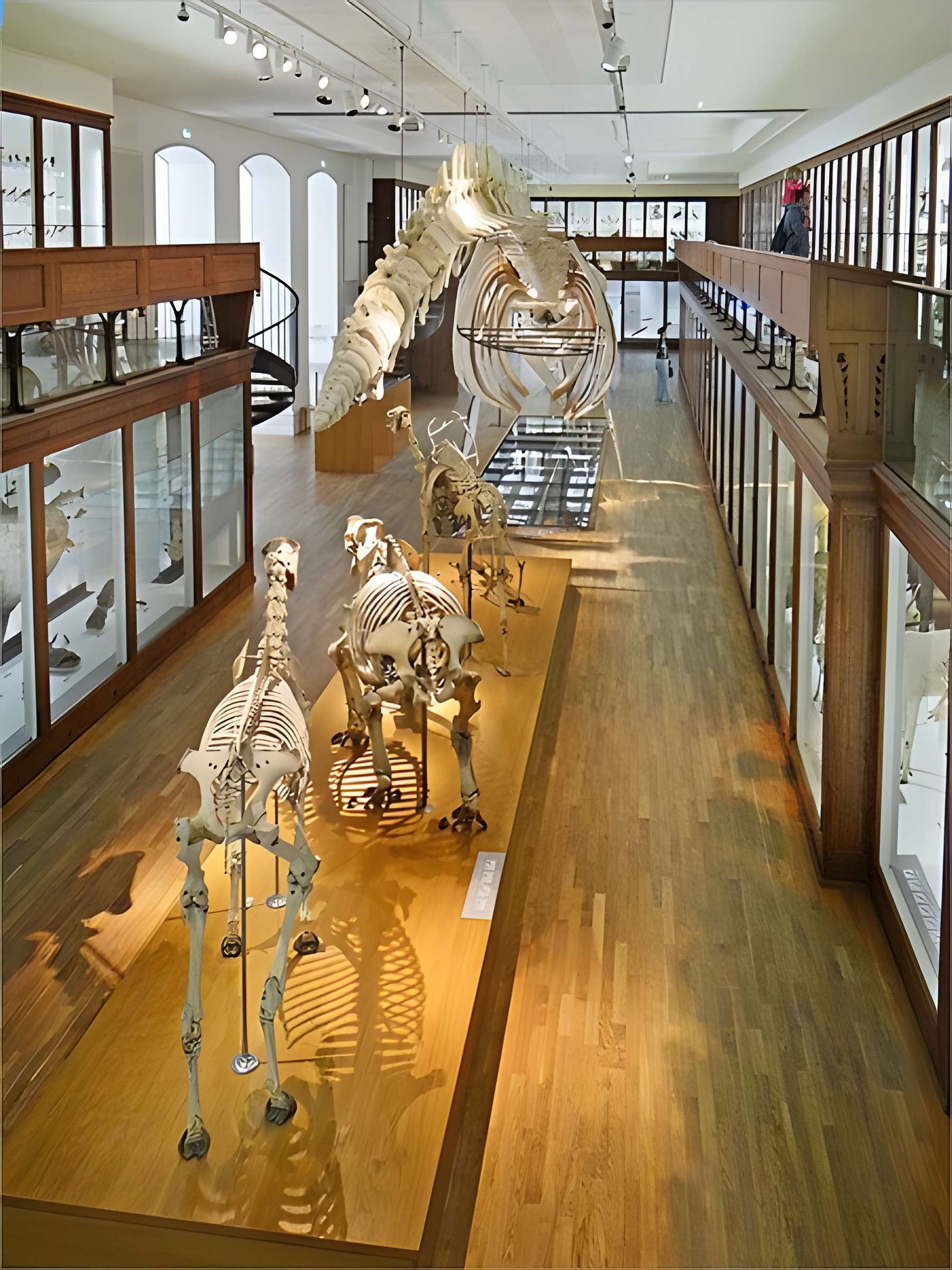 Muséum d'histoire naturelle de Nantes