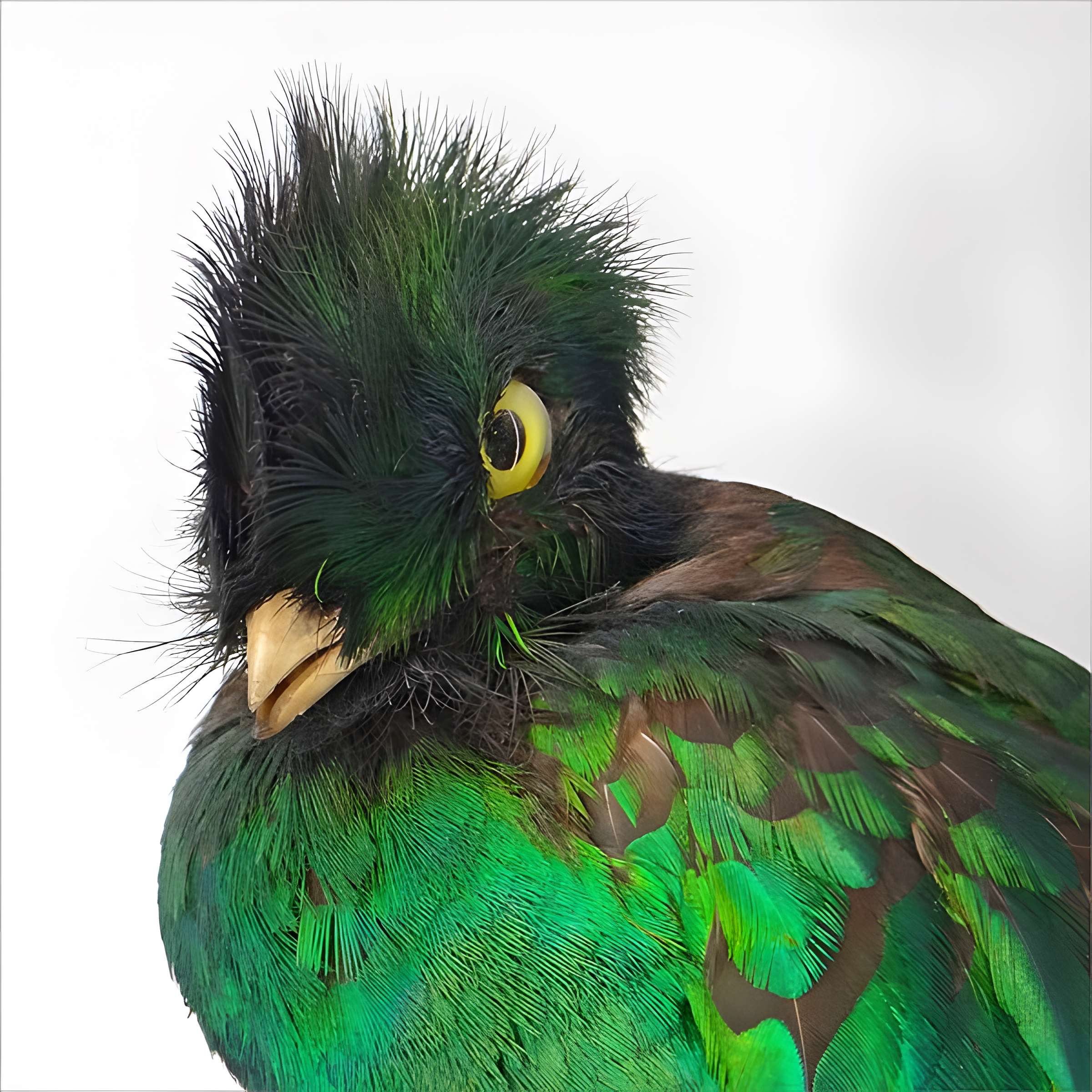 Muséum d'histoire naturelle de Nantes