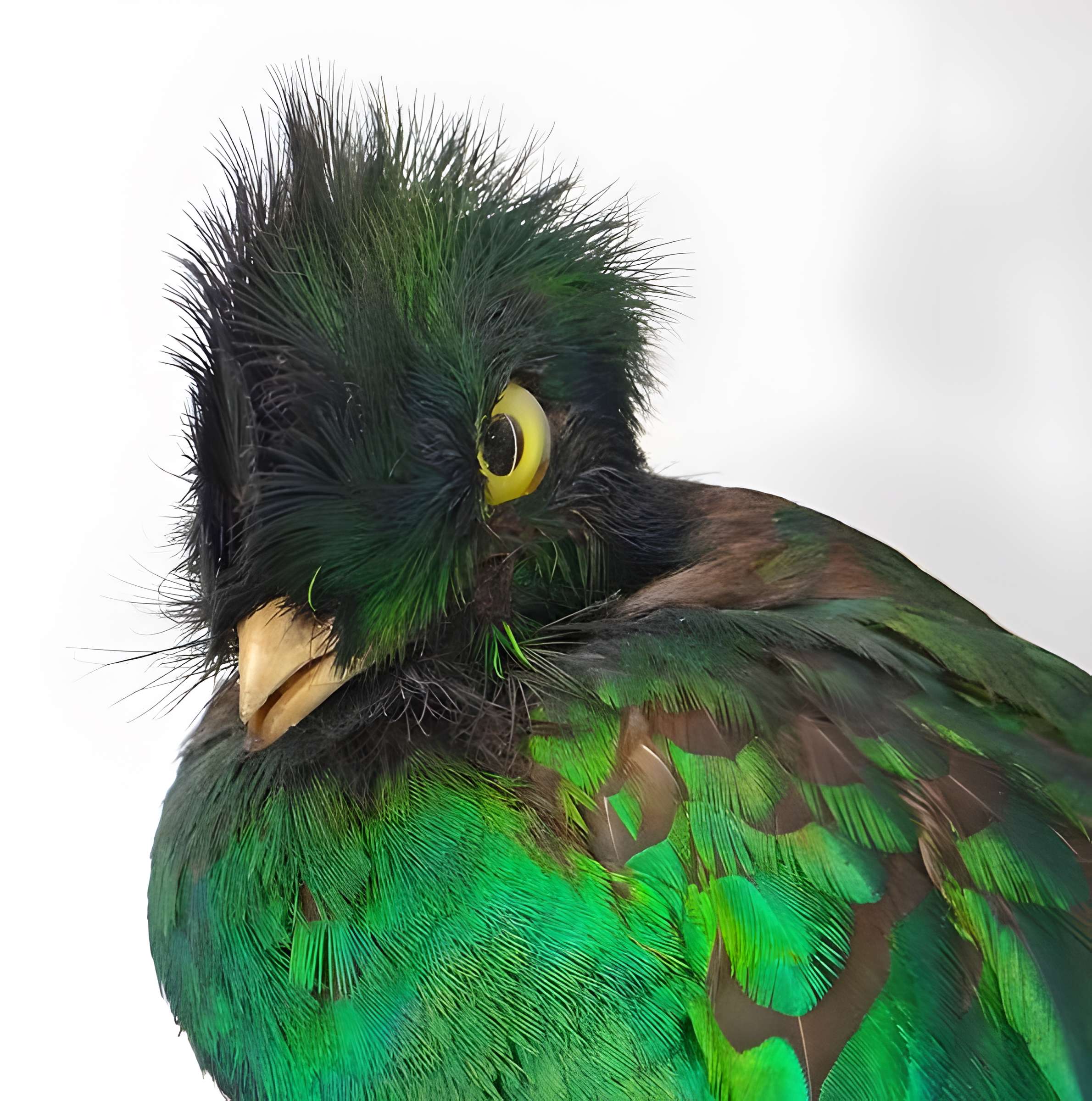 Muséum d'histoire naturelle de Nantes