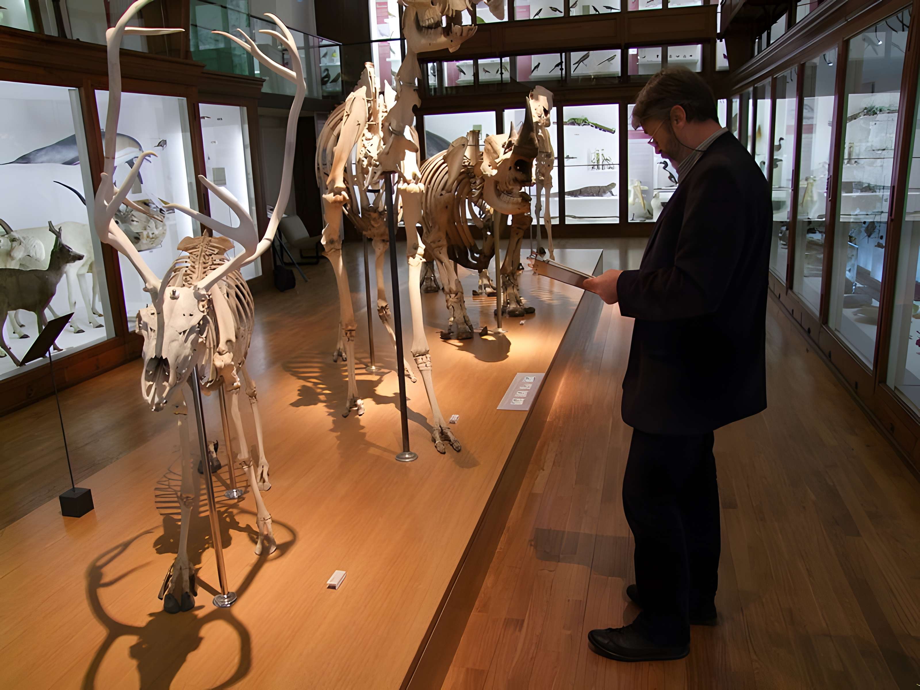Muséum d'histoire naturelle de Nantes