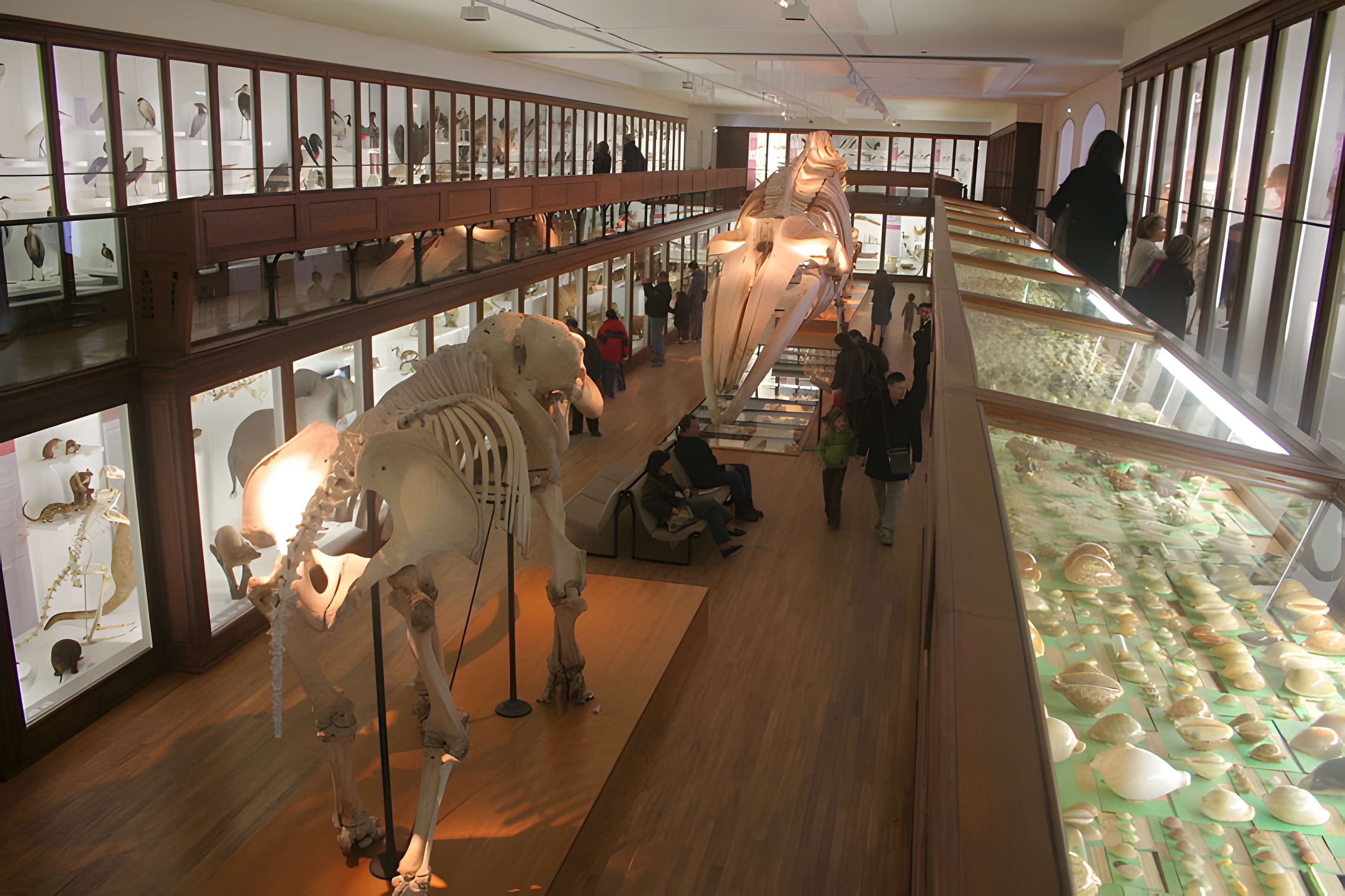 Muséum d'histoire naturelle de Nantes