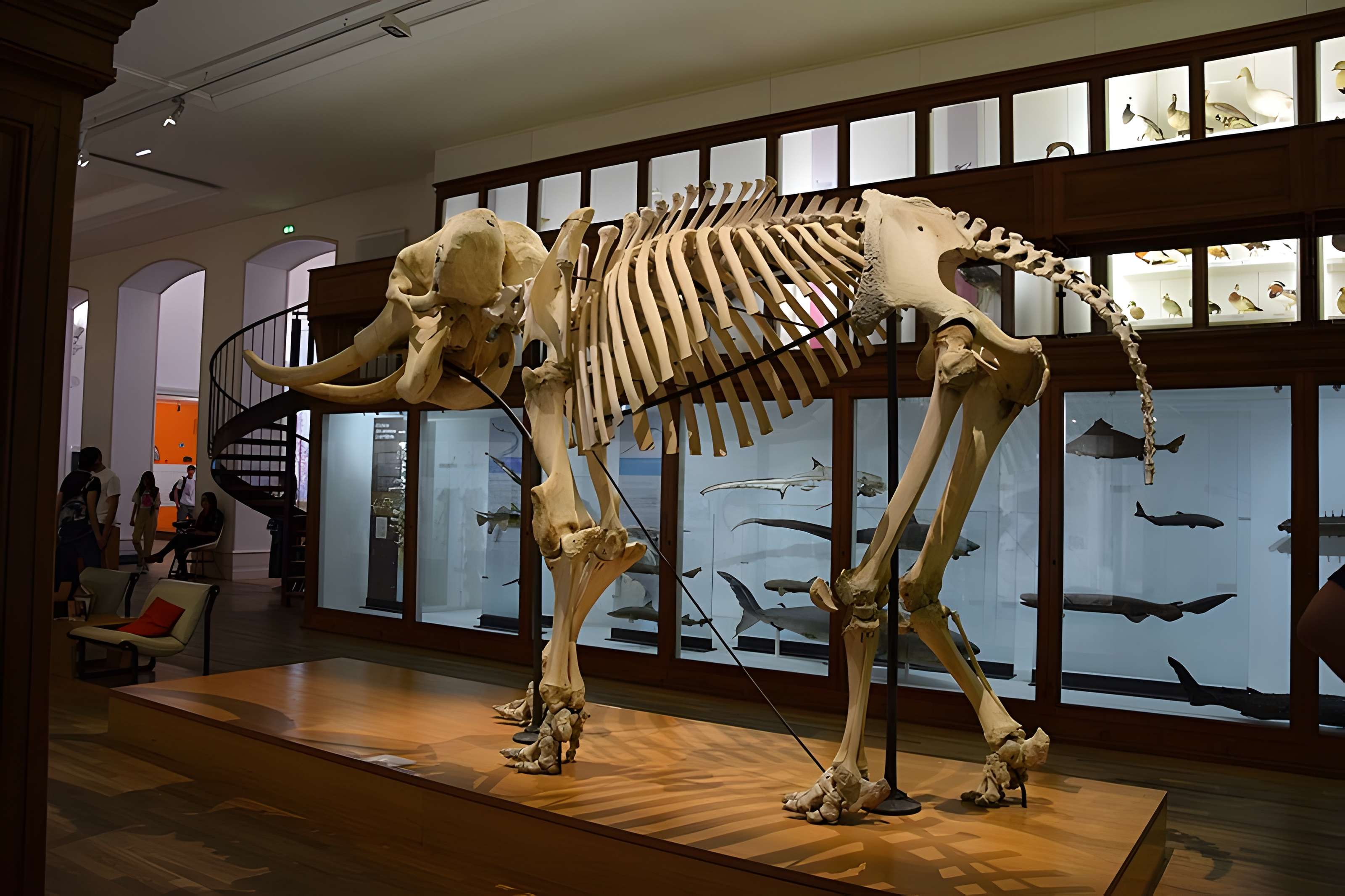 Muséum d'histoire naturelle de Nantes