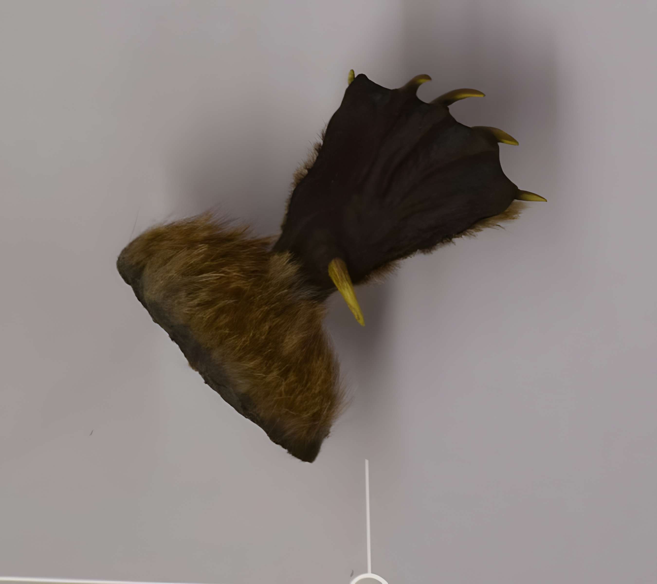 Muséum d'histoire naturelle de Nantes