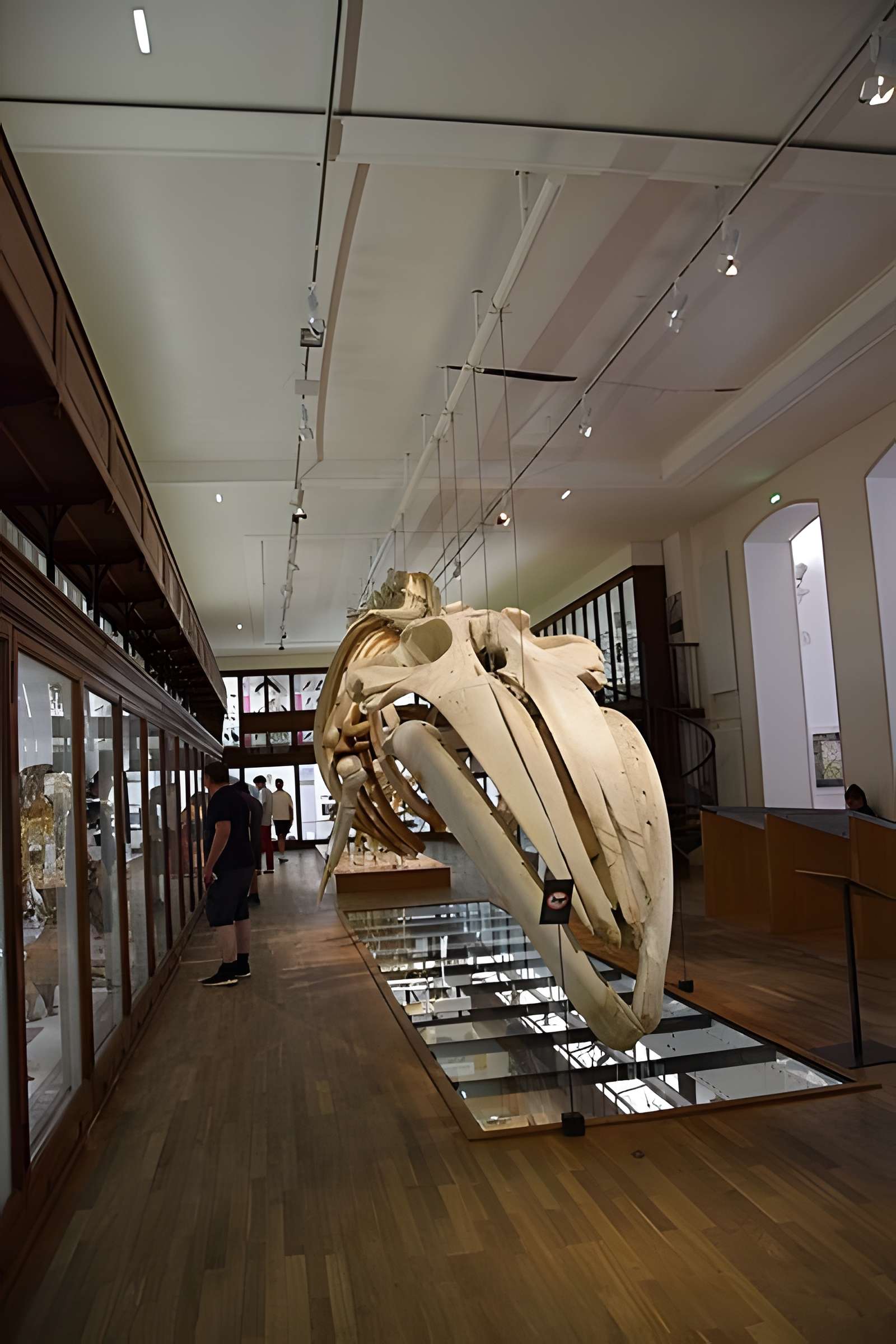 Muséum d'histoire naturelle de Nantes