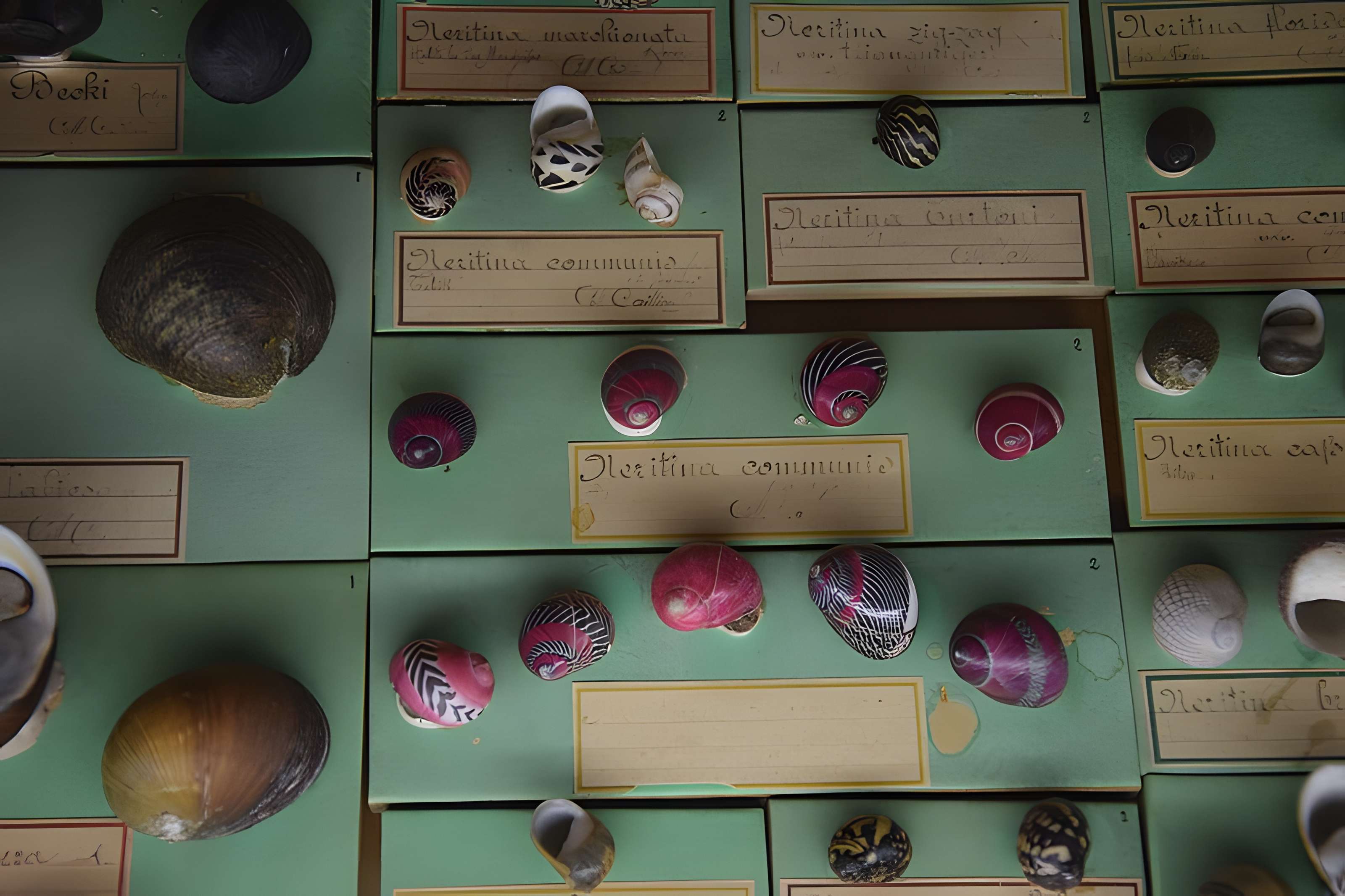 Muséum d'histoire naturelle de Nantes