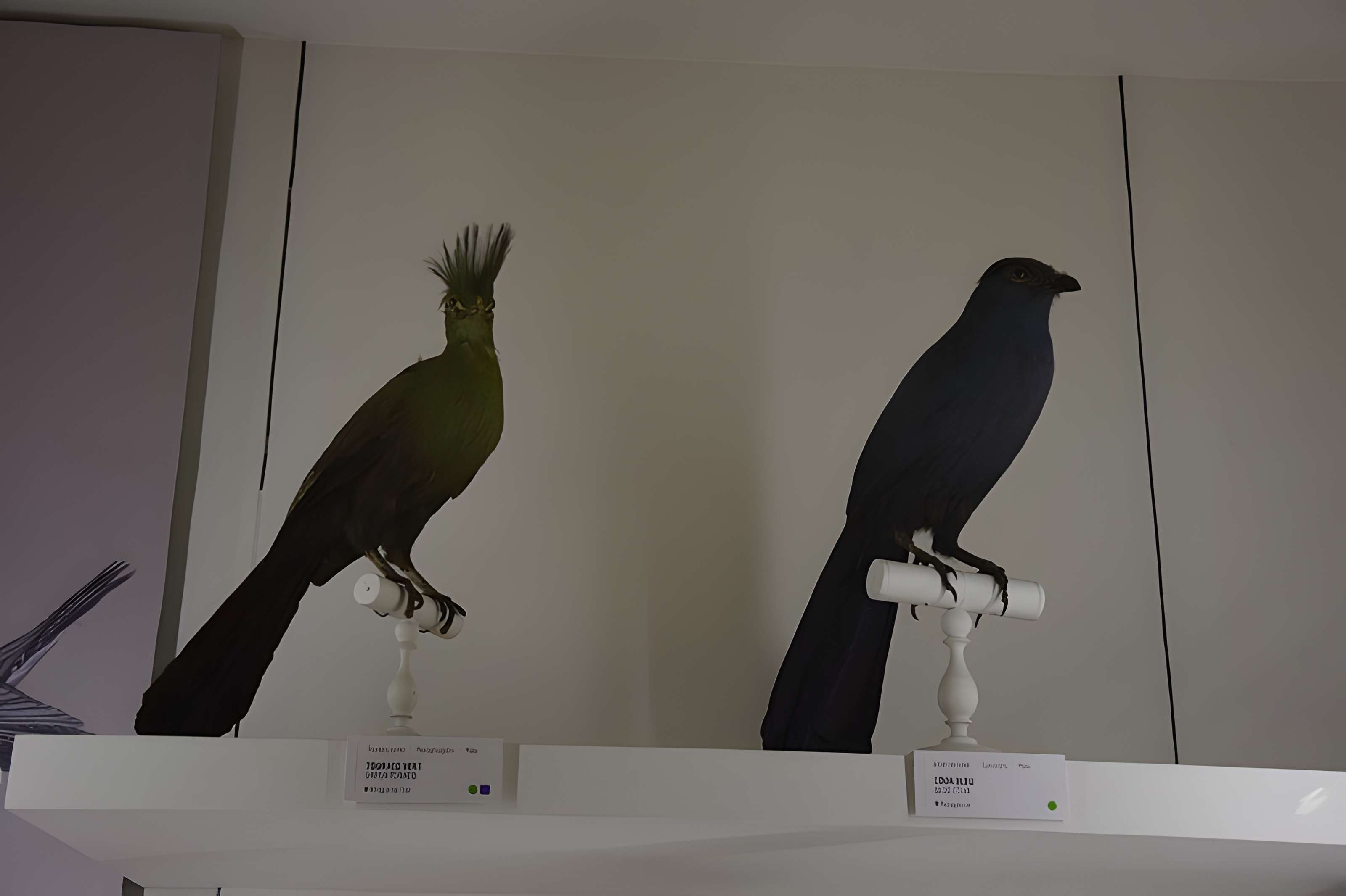 Muséum d'histoire naturelle de Nantes