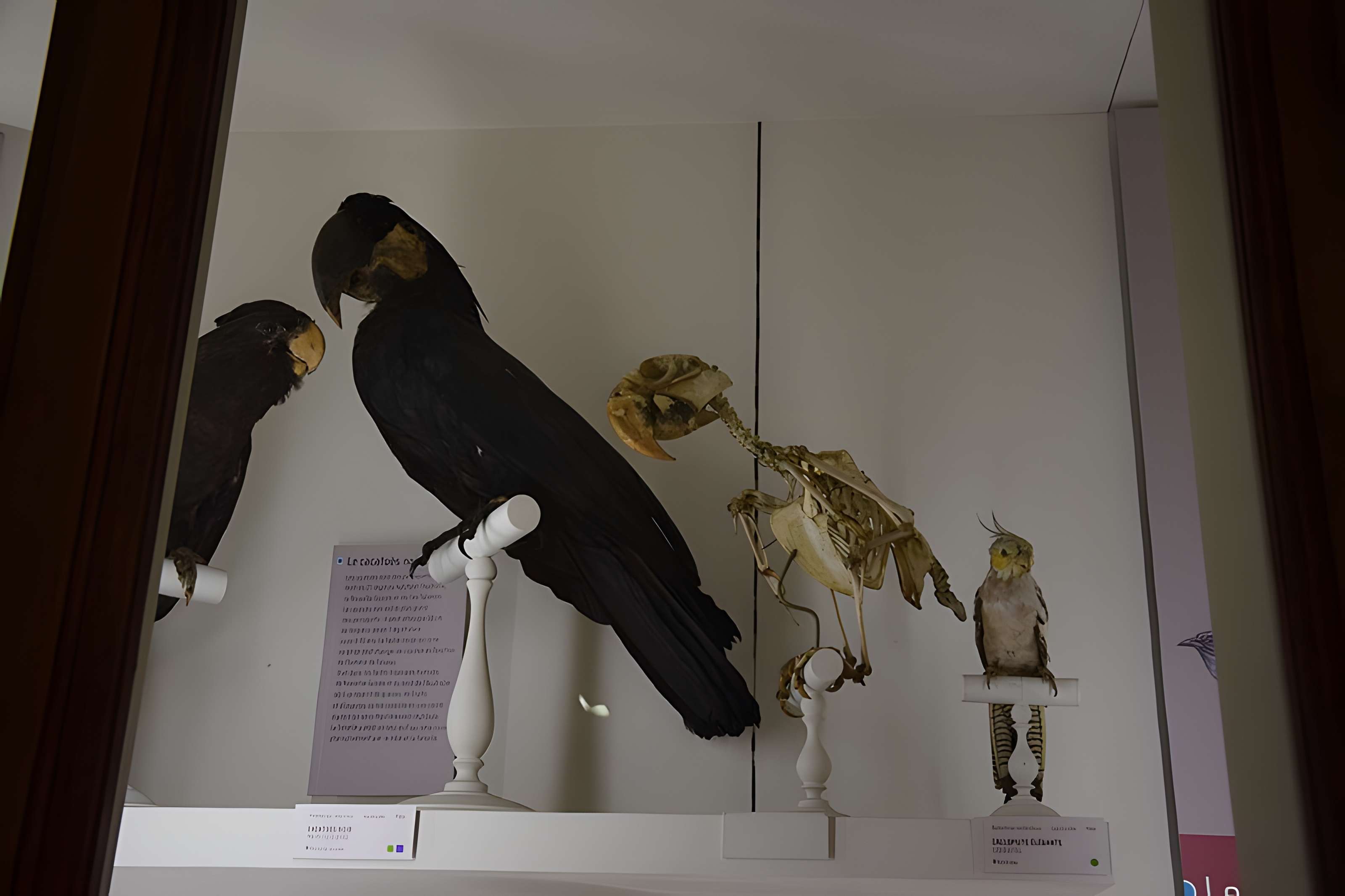 Muséum d'histoire naturelle de Nantes