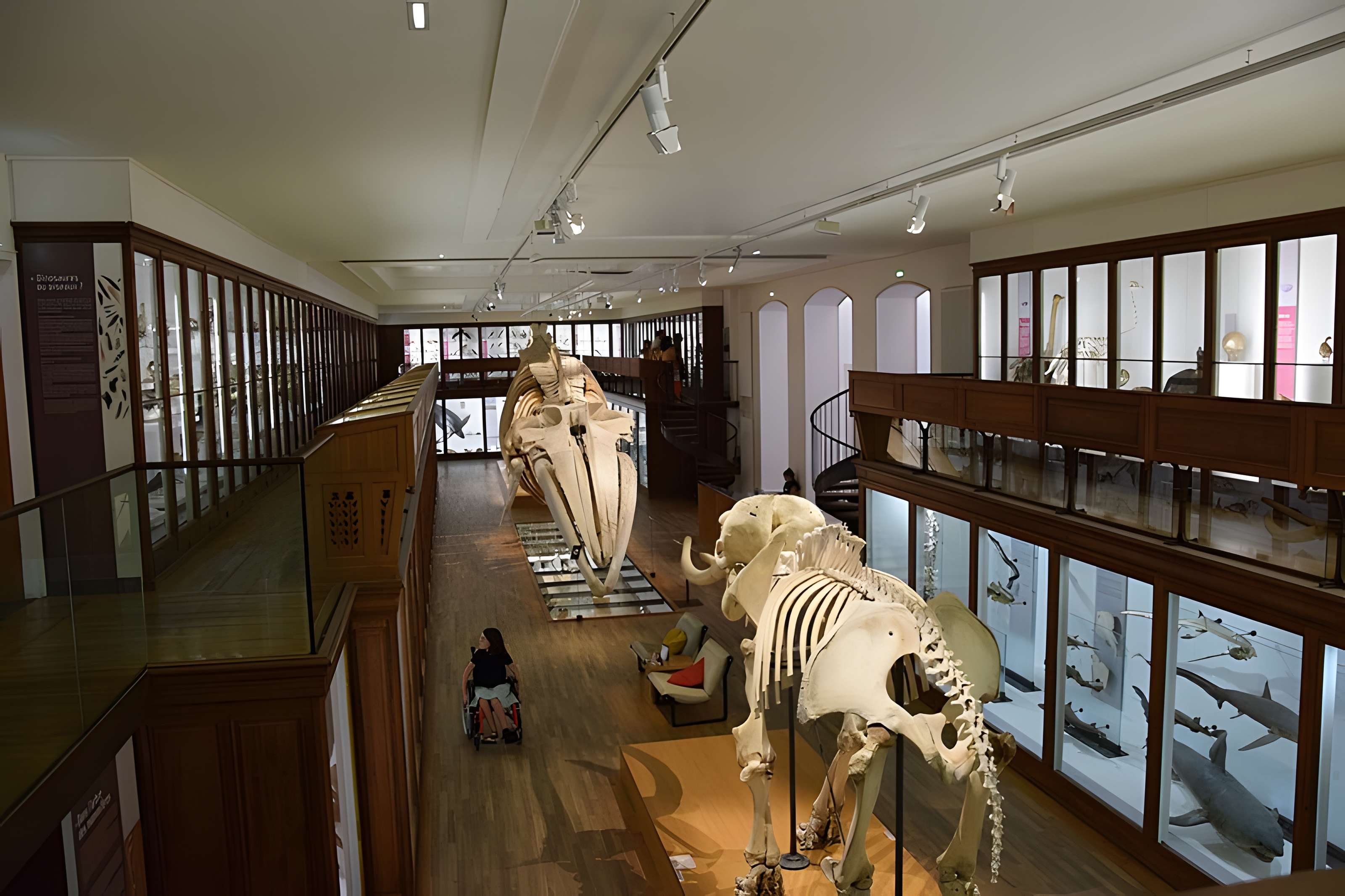 Muséum d'histoire naturelle de Nantes