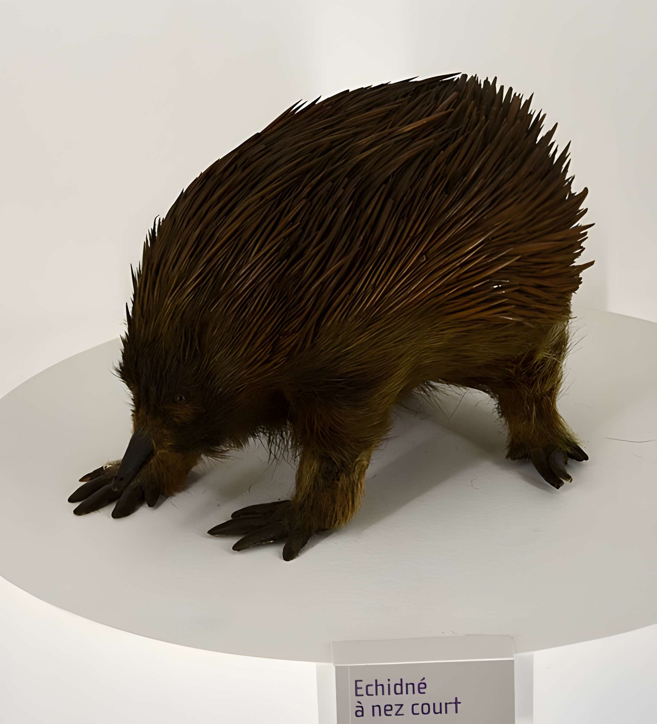 Muséum d'histoire naturelle de Nantes