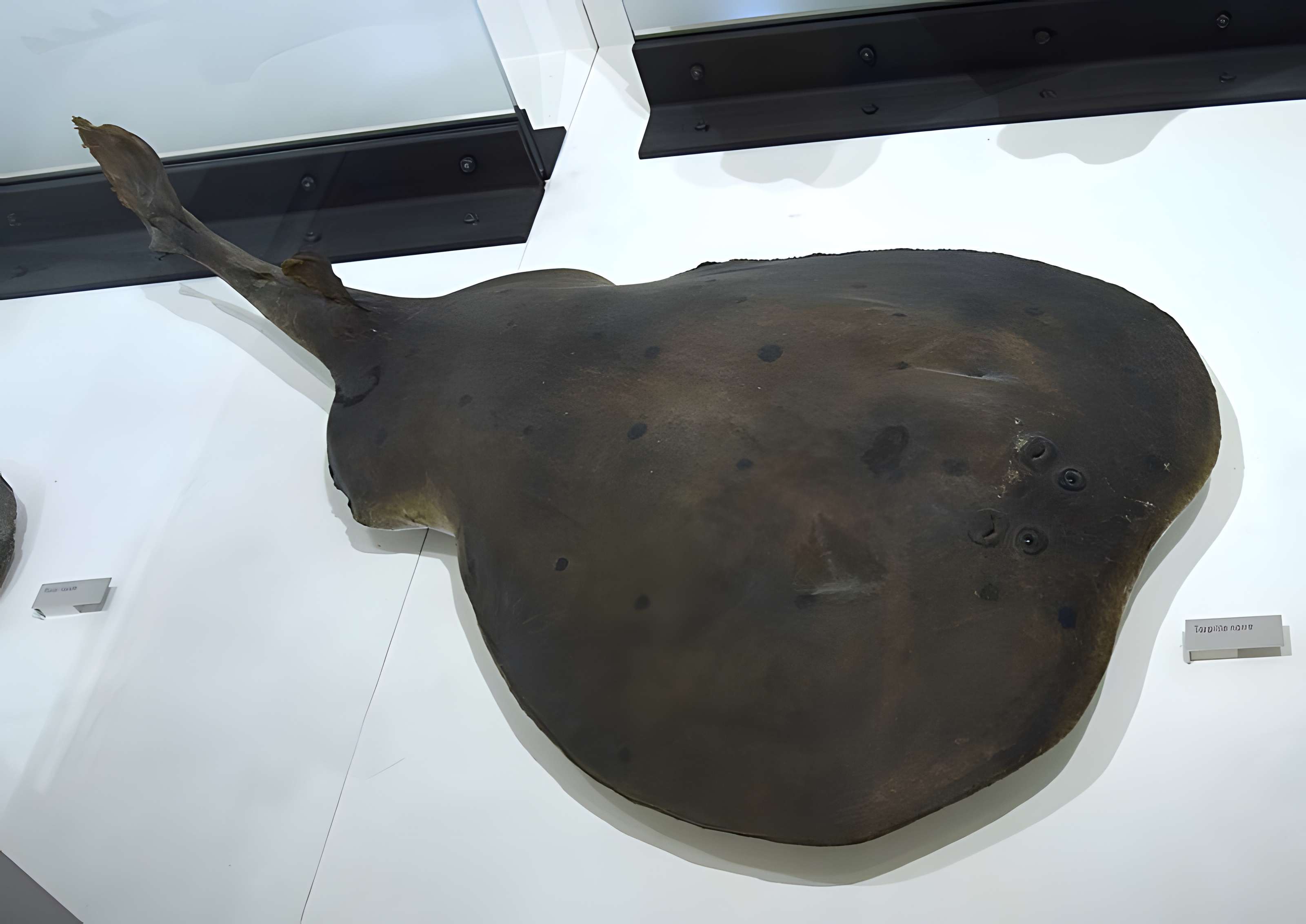 Muséum d'histoire naturelle de Nantes