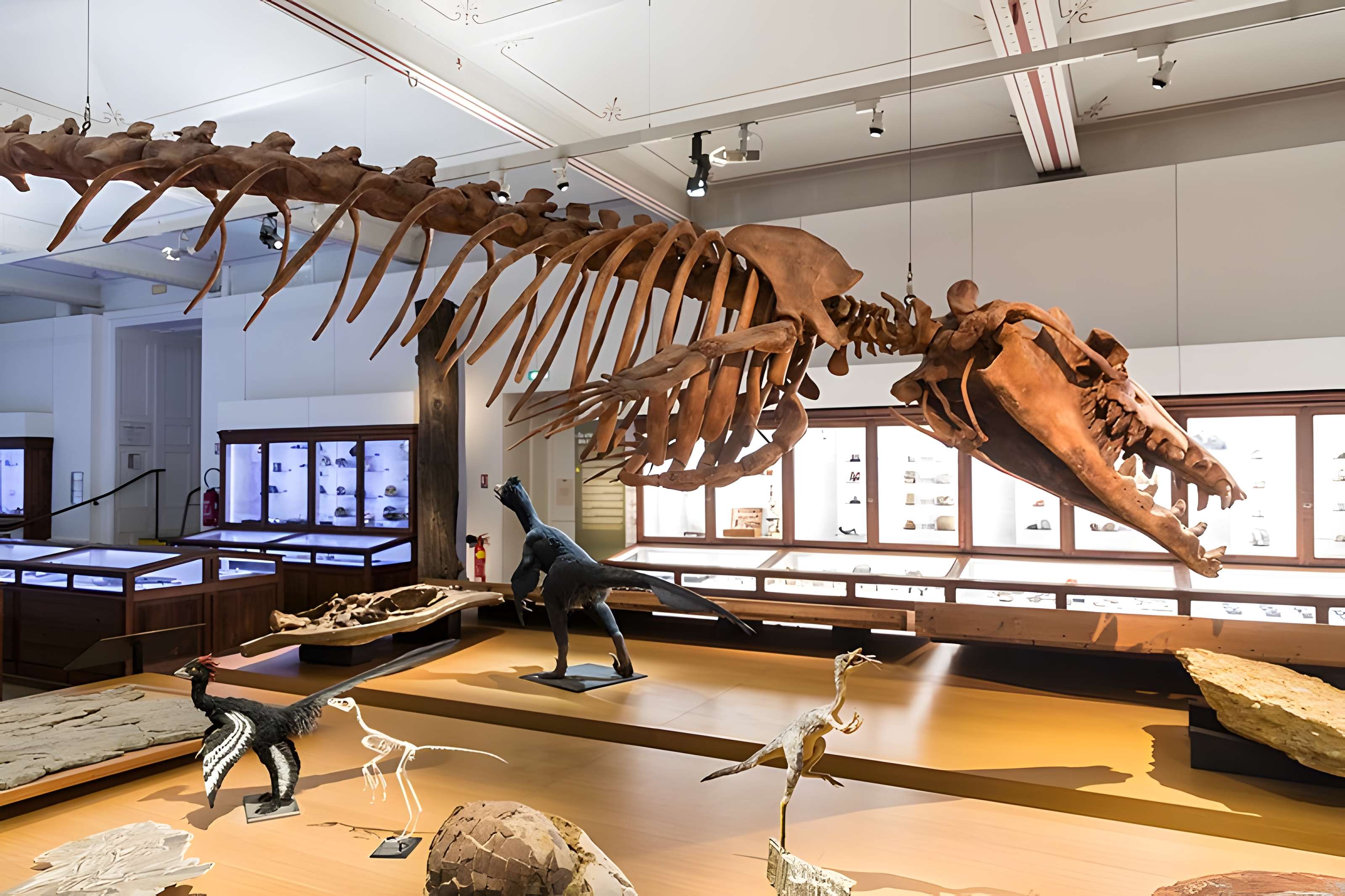 Muséum d'histoire naturelle de Nantes