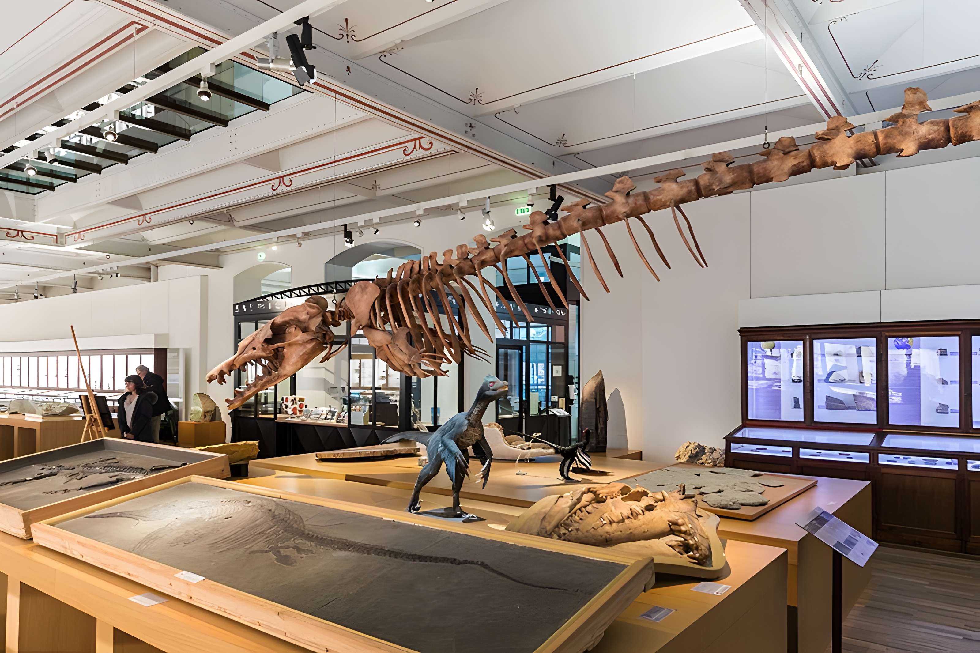 Muséum d'histoire naturelle de Nantes