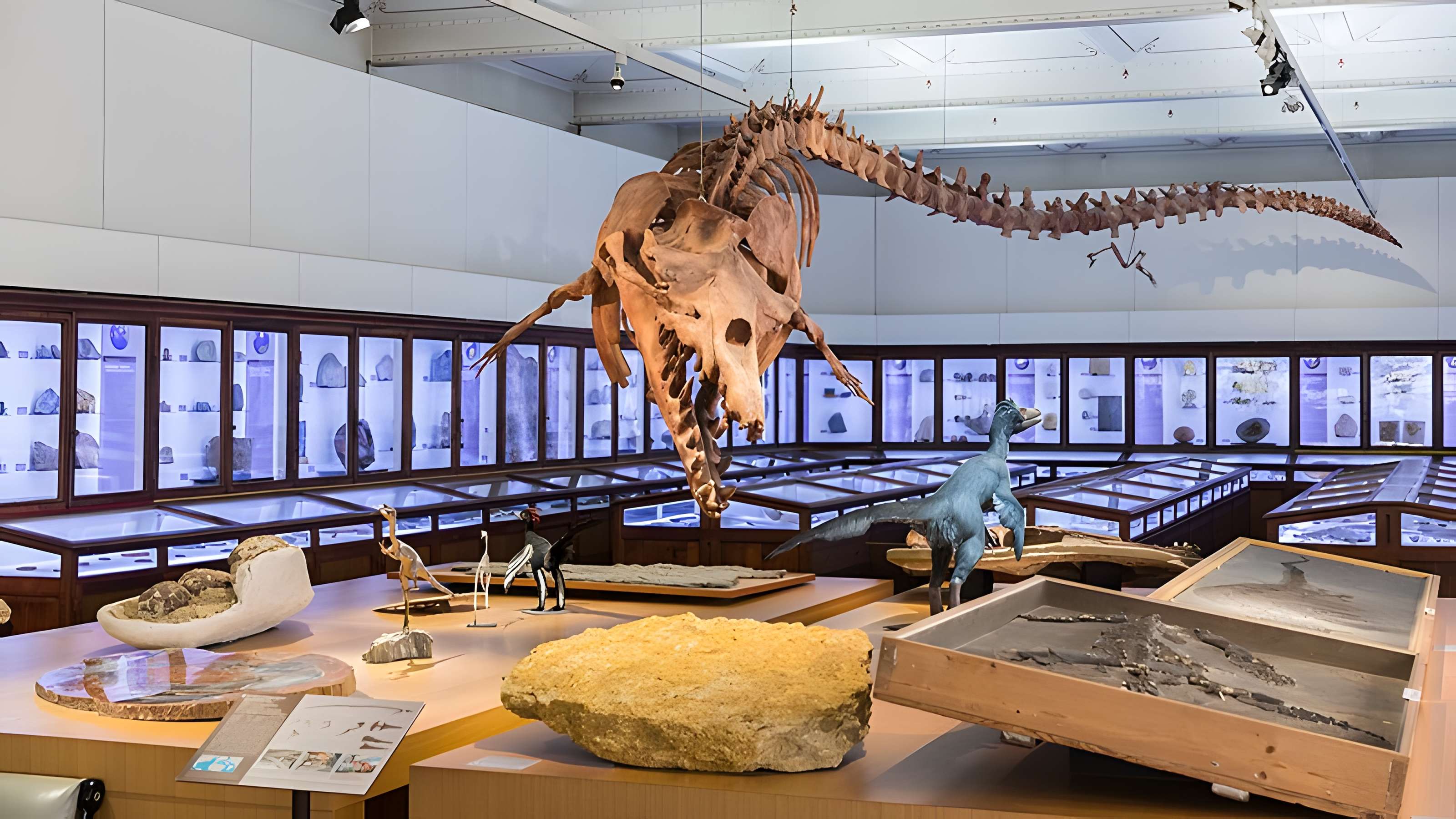 Muséum d'histoire naturelle de Nantes