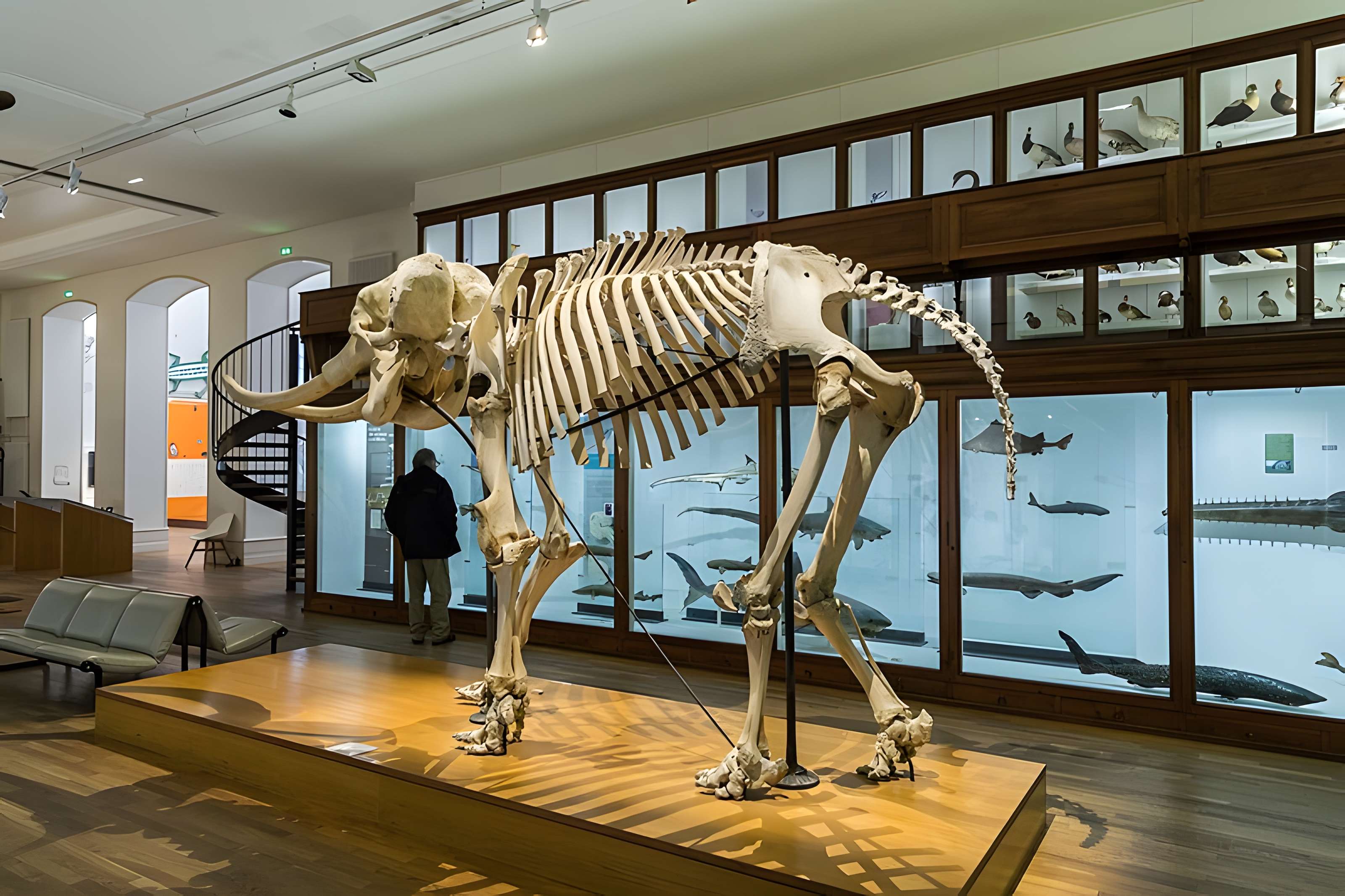 Muséum d'histoire naturelle de Nantes