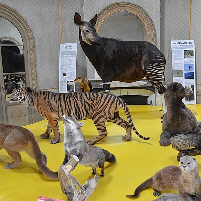 Photo de Muséum dhistoire naturelle dAngers