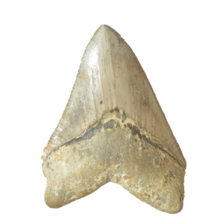 Photo de Muséum dhistoire naturelle dAngers