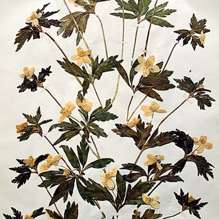 Photo de Muséum dhistoire naturelle dAngers