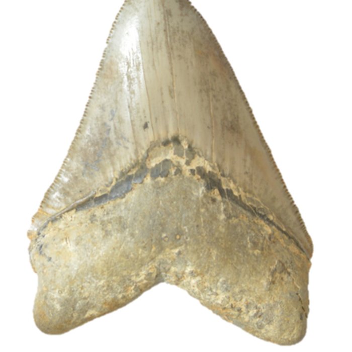 Photo de Muséum dhistoire naturelle dAngers