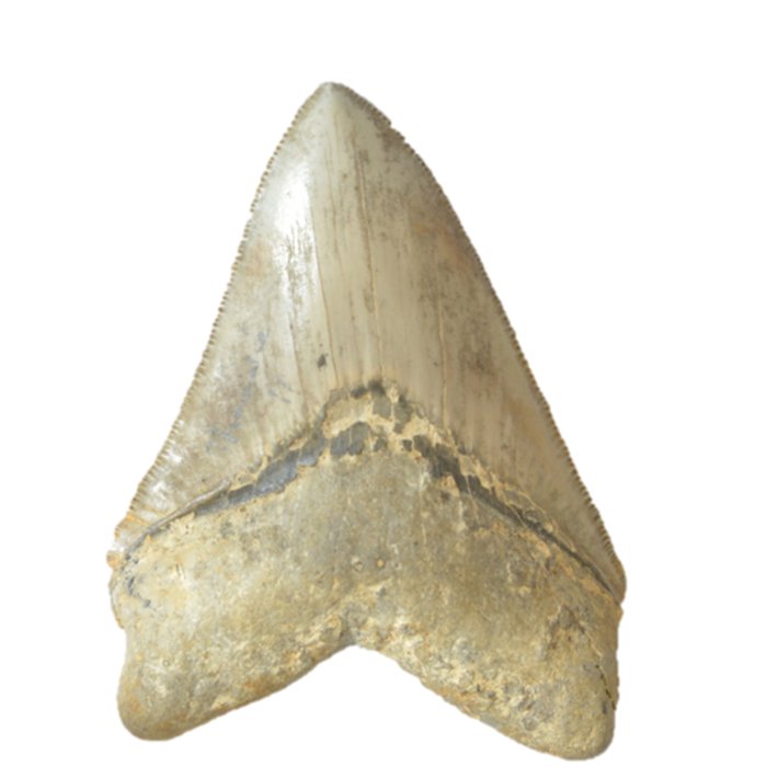 Photo de Muséum dhistoire naturelle dAngers