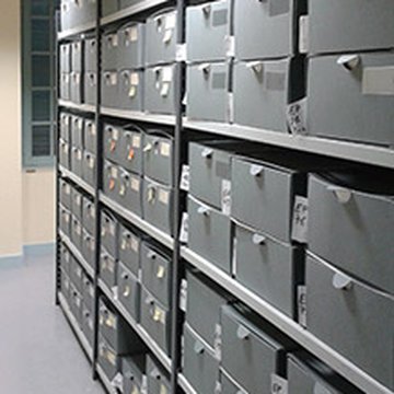 Muséum dhistoire naturelle dAngers