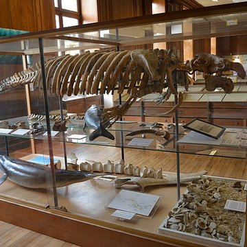 Muséum dhistoire naturelle dAngers