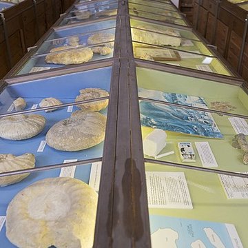 Muséum dhistoire naturelle dAngers