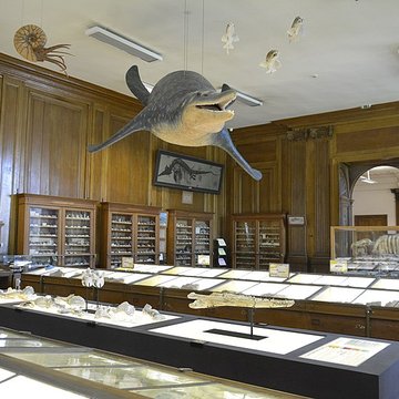 Muséum dhistoire naturelle dAngers