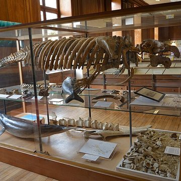 Muséum dhistoire naturelle dAngers