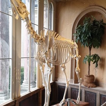 Muséum dhistoire naturelle dAngers