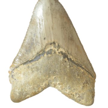 Muséum dhistoire naturelle dAngers