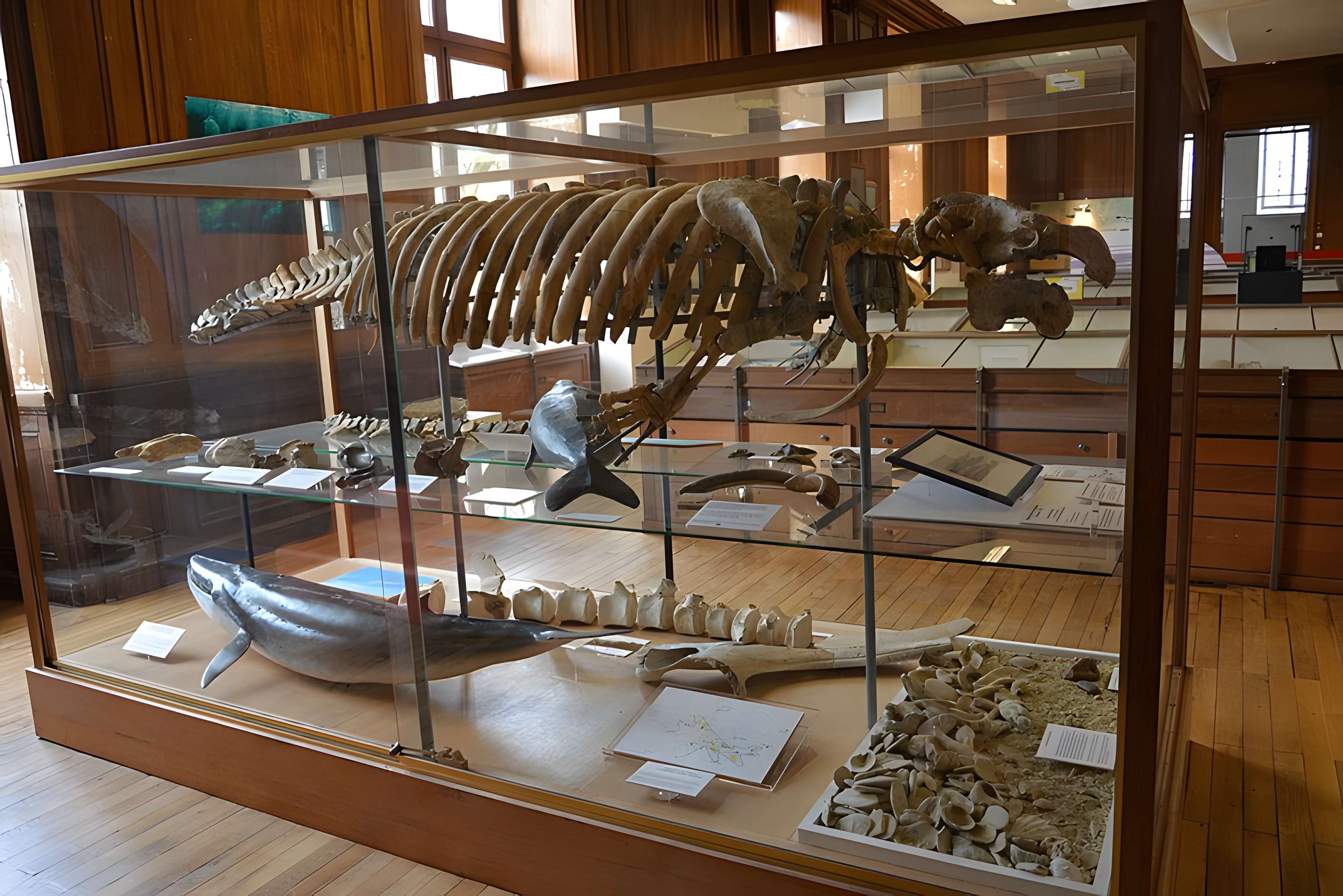 Muséum d'histoire naturelle d'Angers