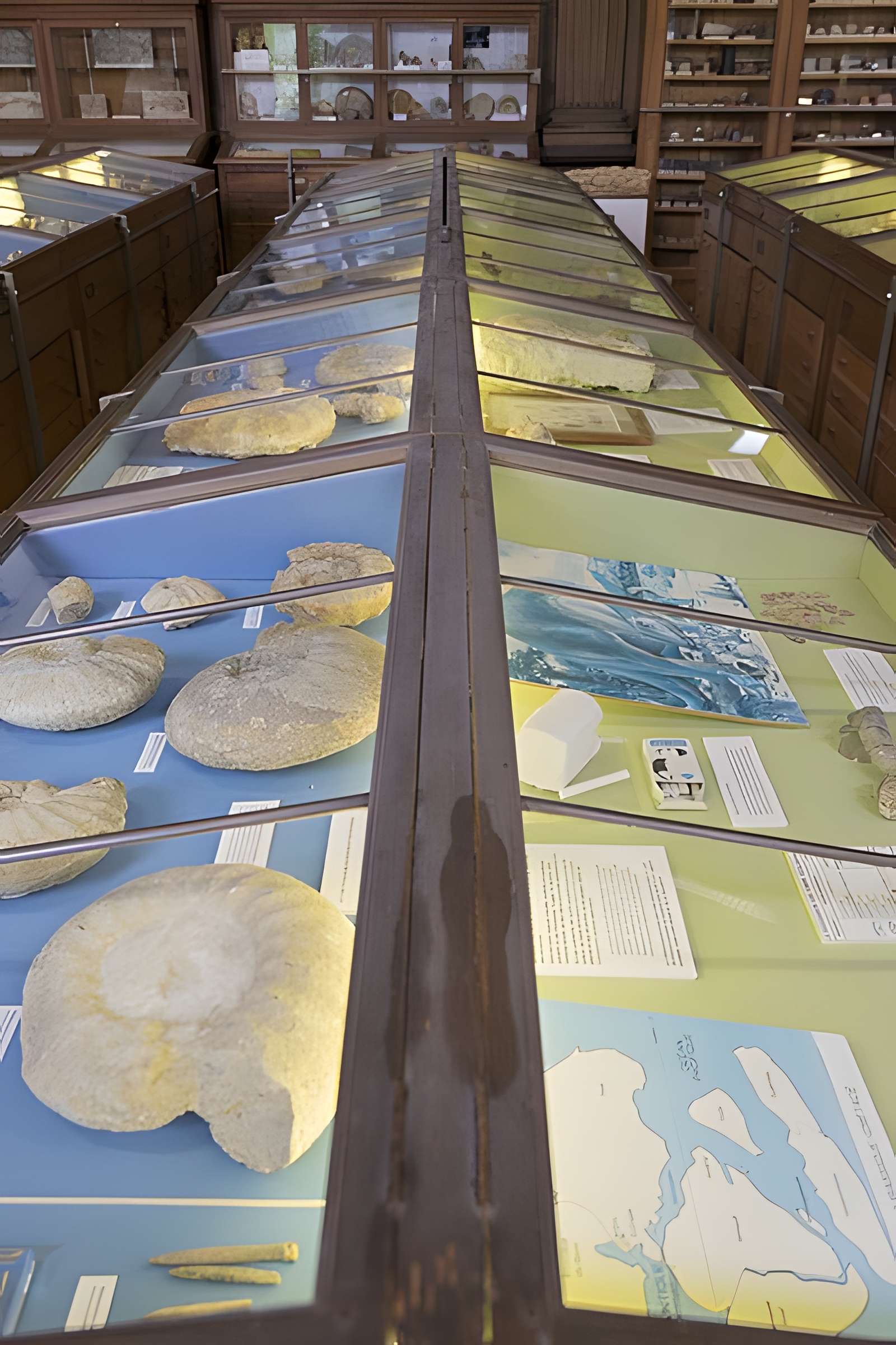 Muséum d'histoire naturelle d'Angers